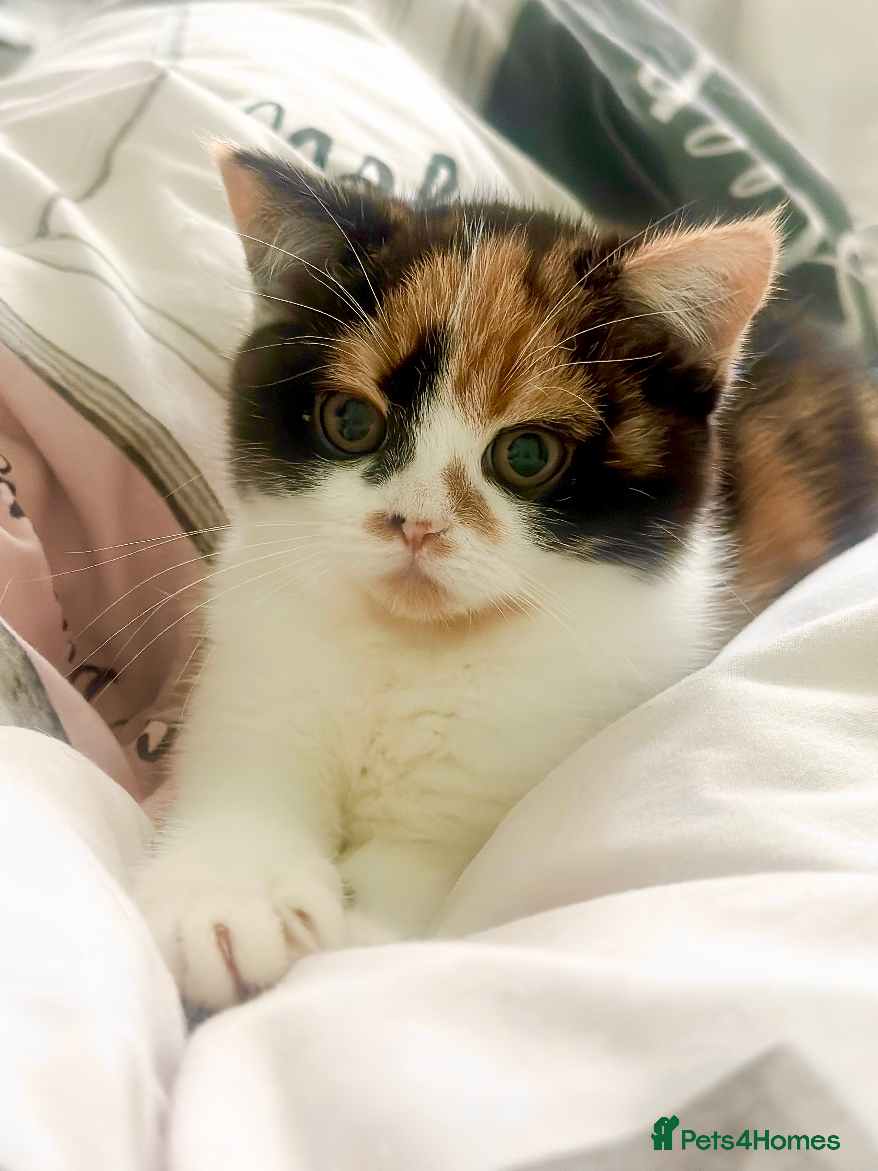 Scottish Fold cats The highest breeding quality Scottish Straight  - Advert 1