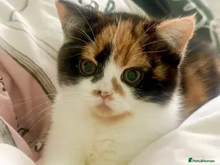 Scottish Fold cats The highest breeding quality Scottish Straight - Advert 1