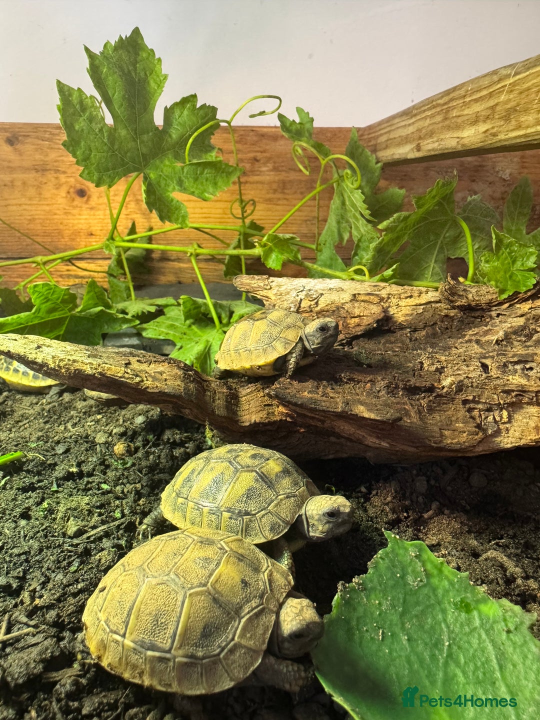 Hermann Tortoise reptiles for sale: Baby Hermanns Tortoise Hatchlings - Advert 2