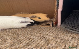Guinea Pig rodents for sale: Bonded pair of guinea pigs  - Image 4