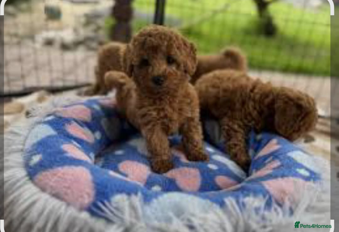 Toy Poodle dogs for stud: Toy Puddle  - Image 4