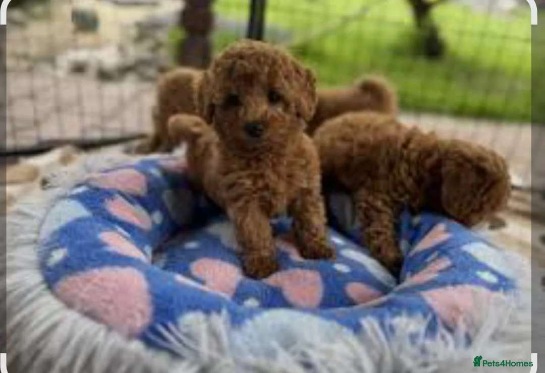 Toy Poodle dogs for stud: Toy Puddle  - Advert 4