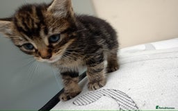 Domestic Shorthair cats for sale: Meshmesh - Image 4