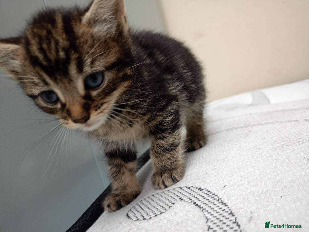 Domestic Shorthair cats for sale: Meshmesh - Image 4