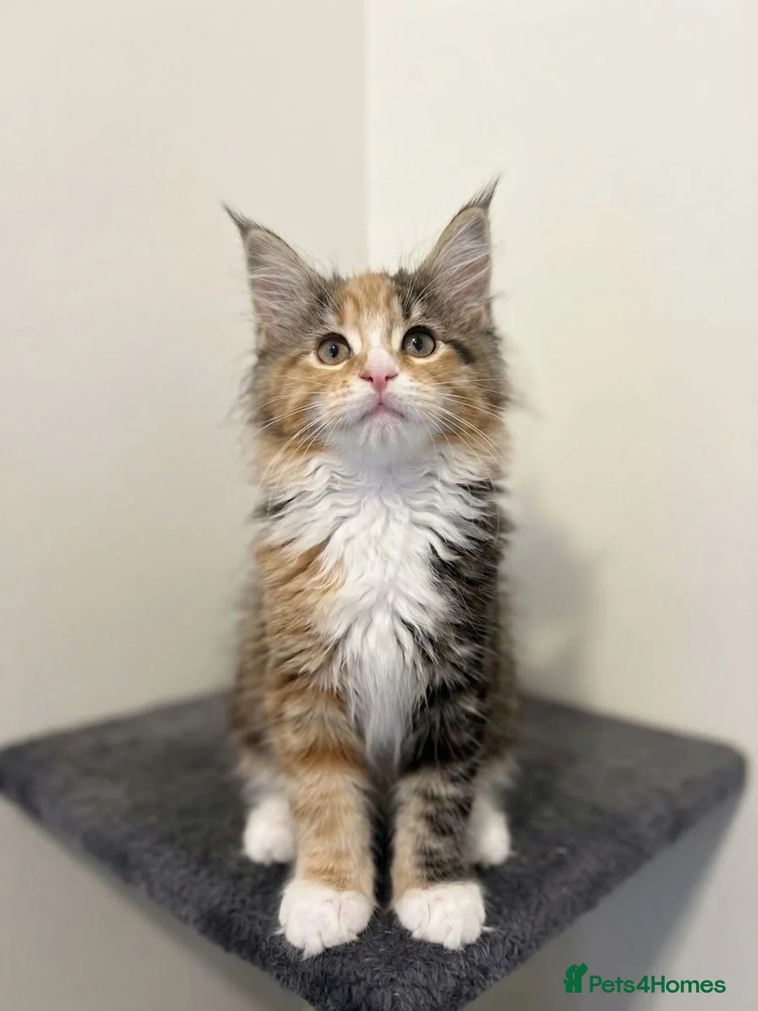 Maine Coon cats for sale: 👑World Champion Bloodlines - Advert 2