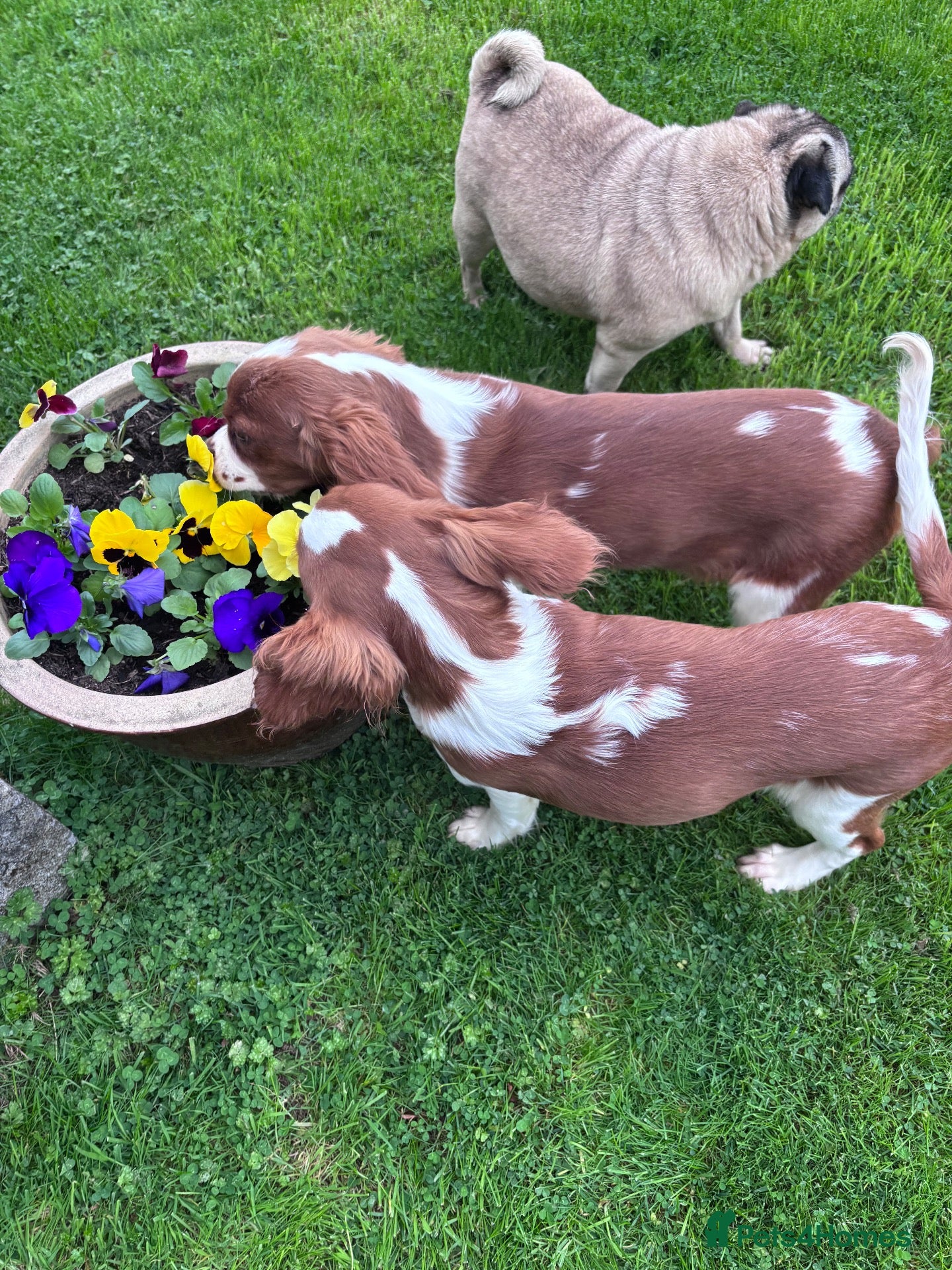 Cavalier King Charles Spaniel dogs Gorgeous chunky little puppies READY now - Advert 2