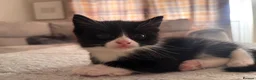 Mixed Breed cats for sale: Male Kitten - Advert 2