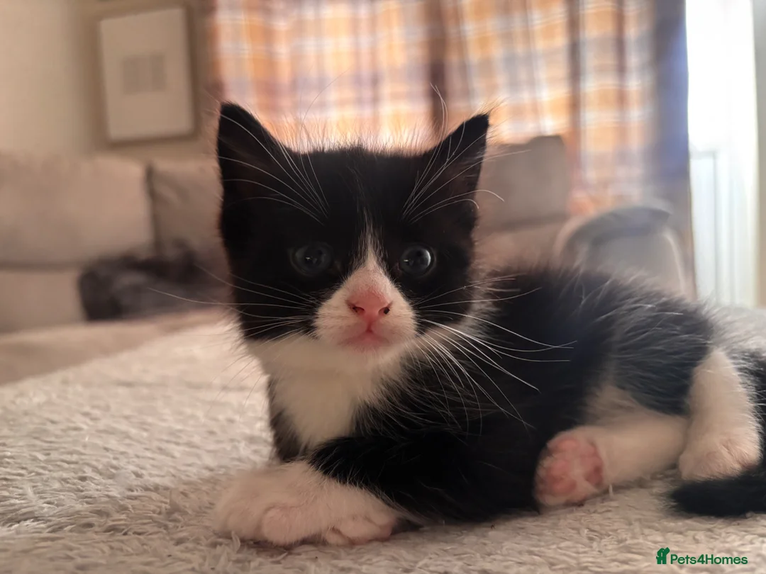 Mixed Breed cats for sale: Male Kitten - Advert 2