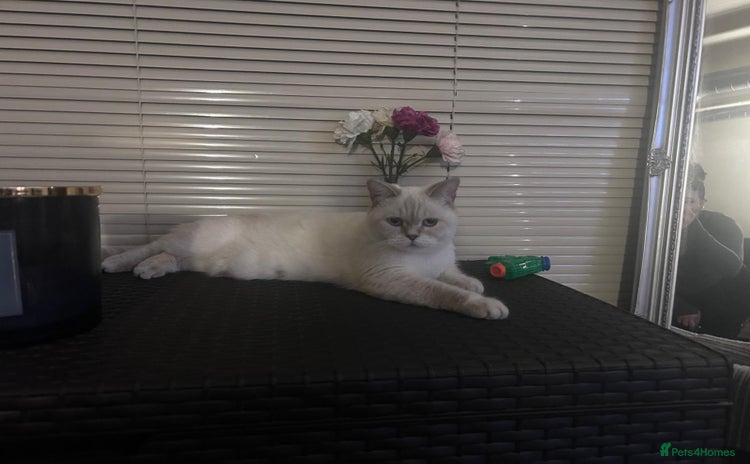 British Shorthair cats - Advert 1