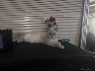 British Shorthair cats - Advert 3