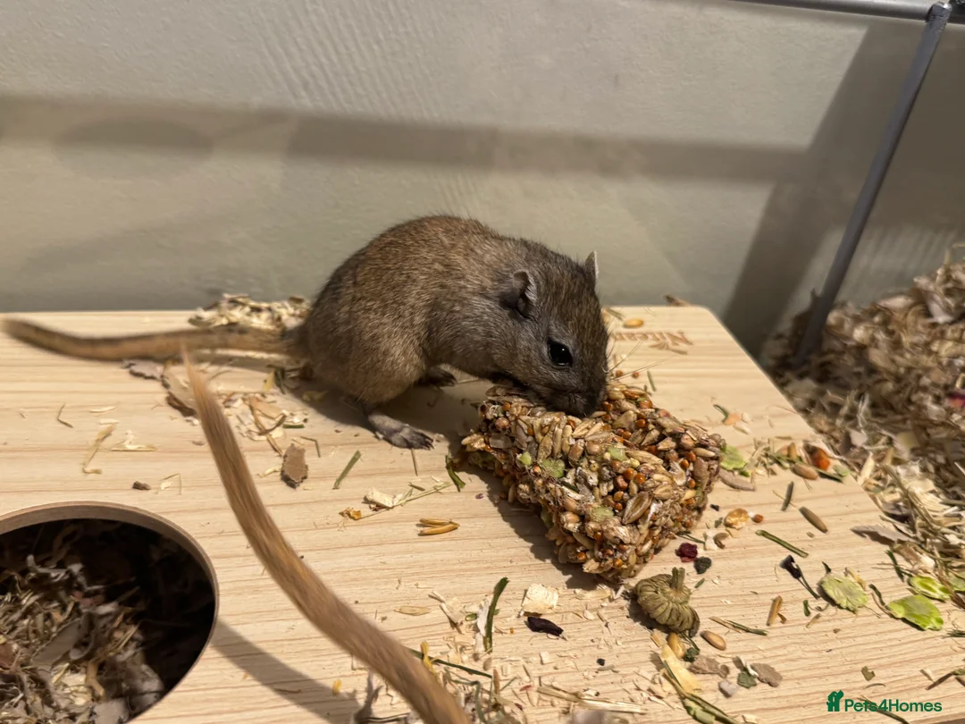 Gerbil rodents for sale: Two bonded 5 month old female gerbils  - Advert 4