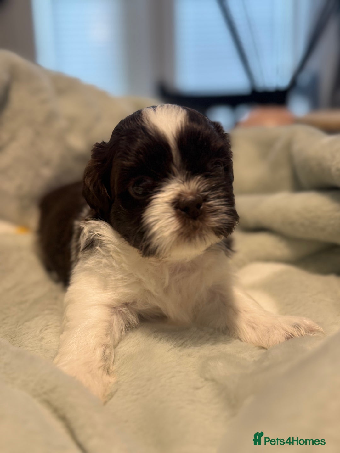 Shih Tzu dogs for sale: 🐾 Beautiful Shih Tzu Puppies🐾 - Image 11