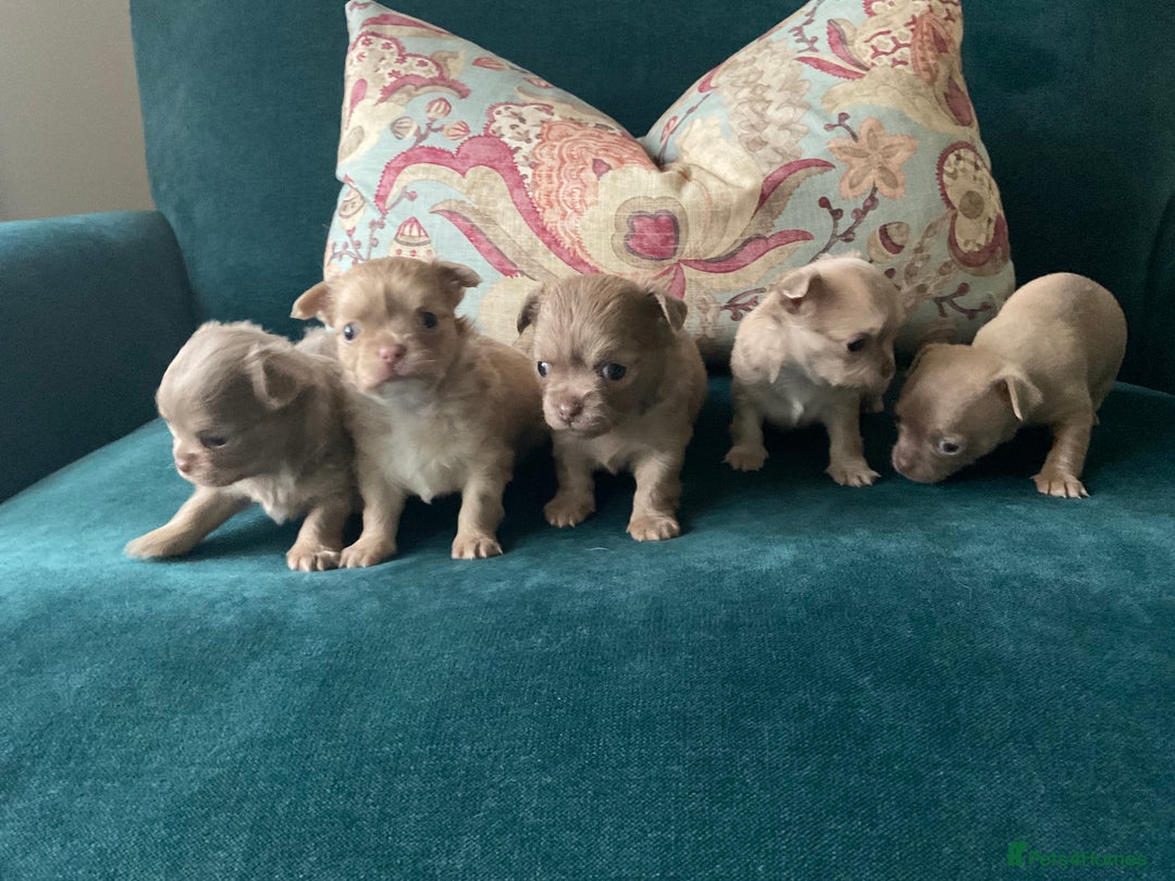 Chihuahua dogs for sale: Beautiful chihuahua puppies  - Advert 2