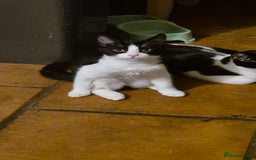 Domestic Shorthair cats for sale: Hetti  - Image 3