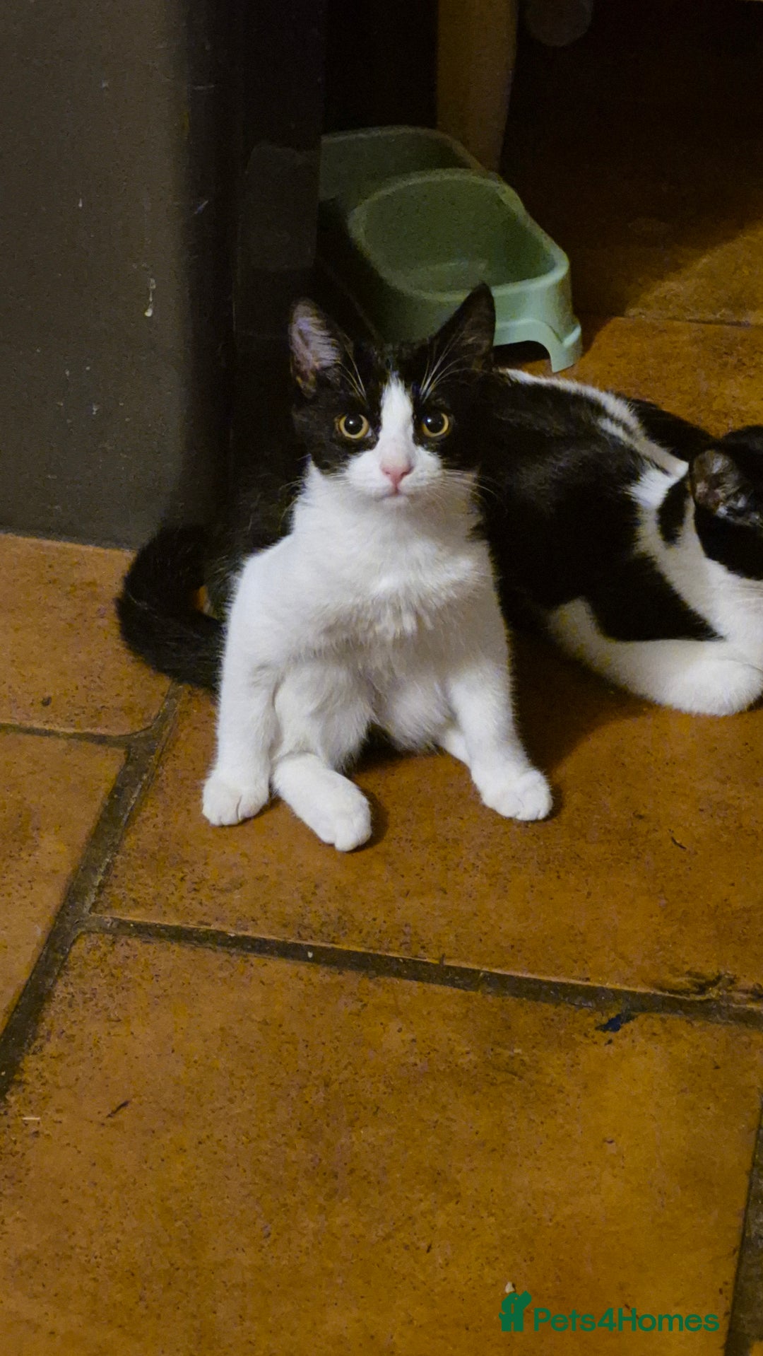 Domestic Shorthair cats for sale: Hetti  - Image 3