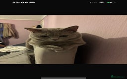 British Shorthair cats for sale: British shorthair kittens  - Image 12