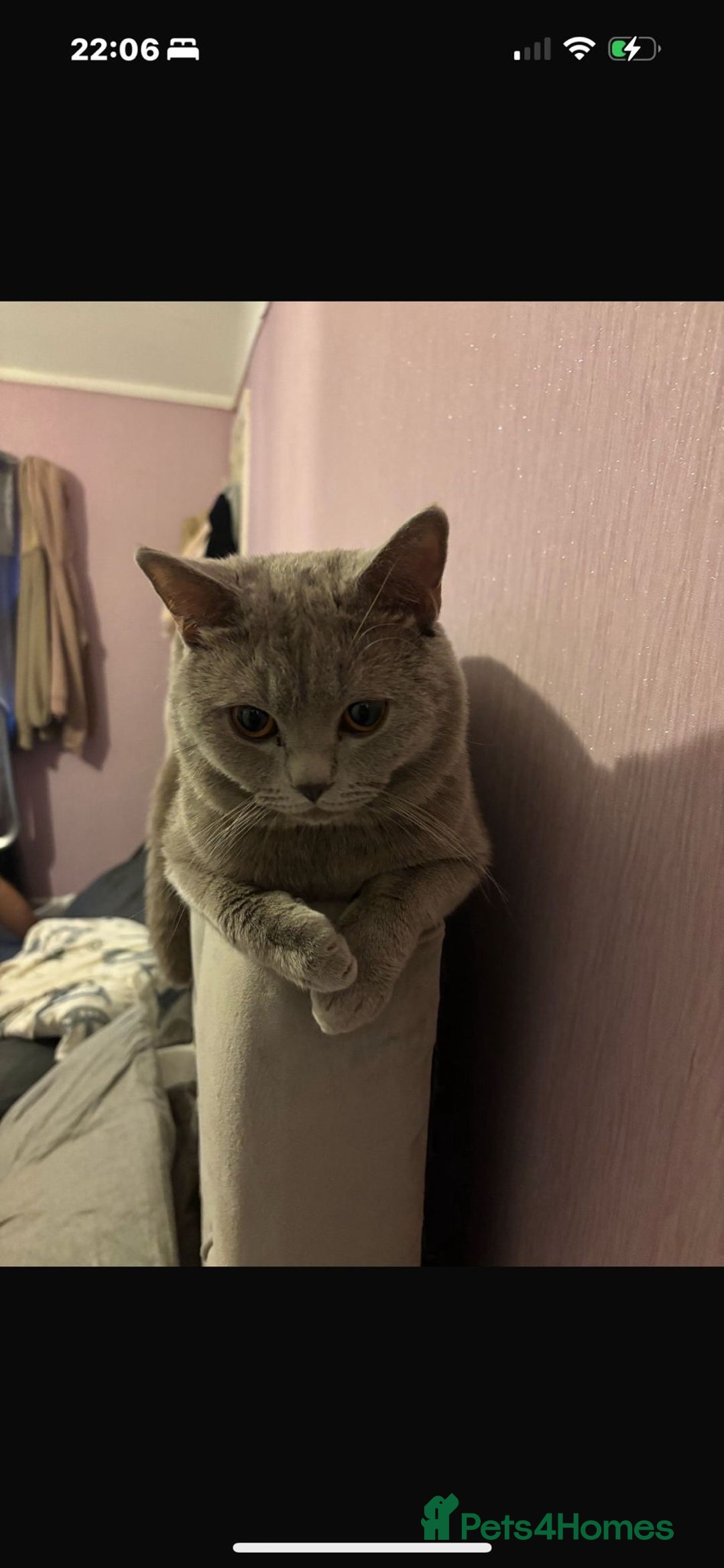 British Shorthair cats for sale: British shorthair kittens  - Image 12