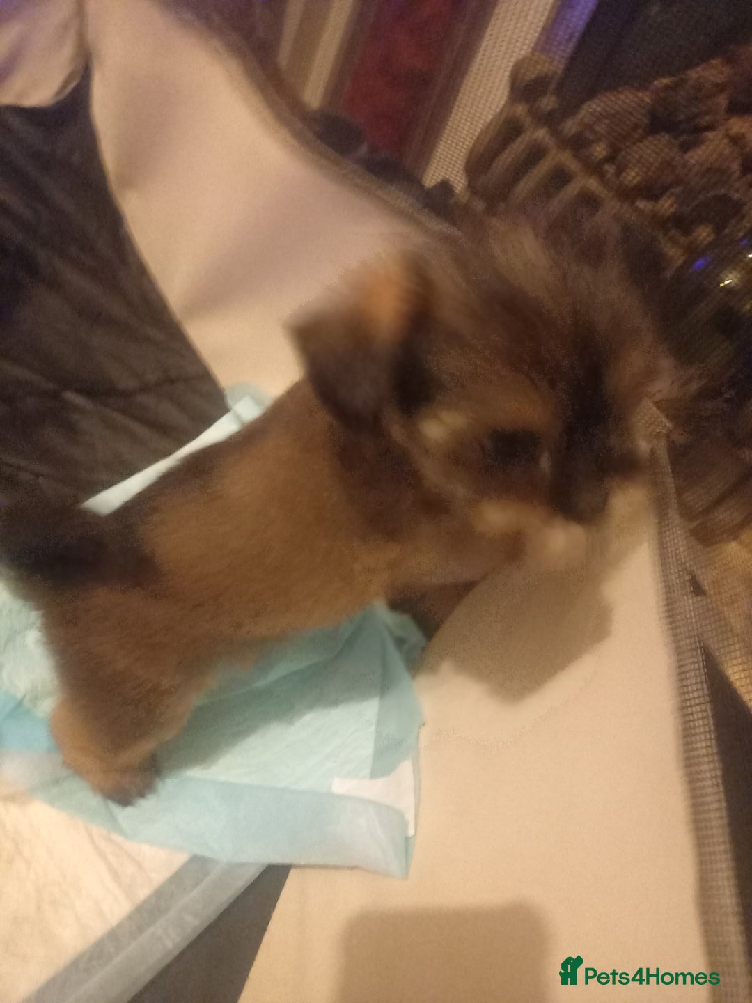 Shorkie dogs for sale: Beautiful shorkie babies  - Advert 12