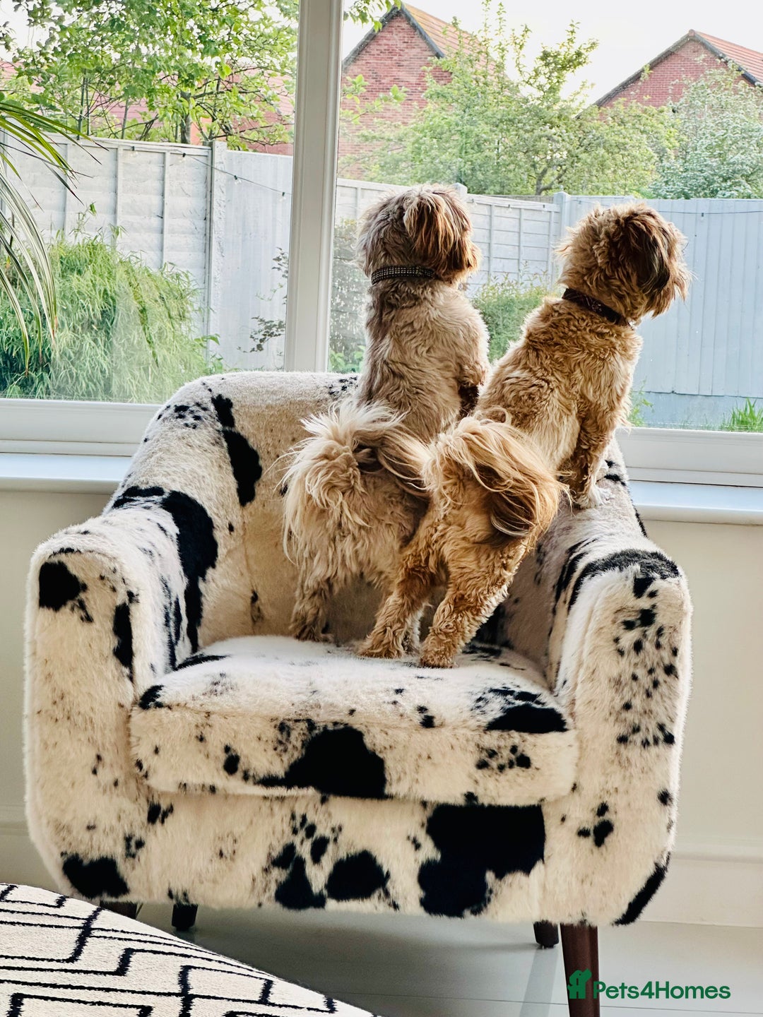 Shih Tzu dogs for stud: Chocolate Shih Tzu for Stud - Image 5