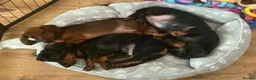 Miniature Dachshund dogs for sale: Miniature dachshund babies  - Advert 4