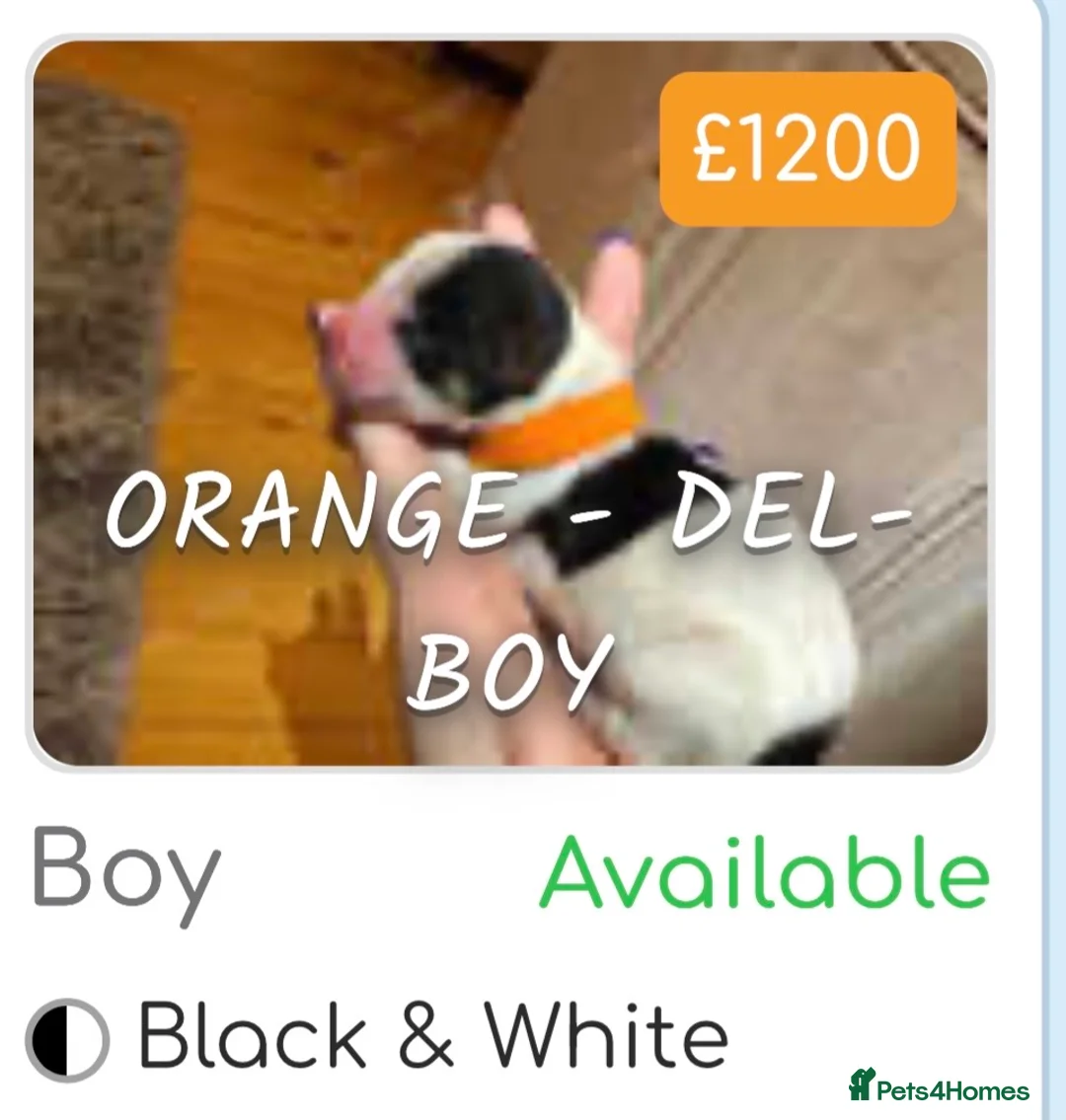 Biewer Terrier dogs for sale: Biewer Terrier puppies  - Advert 8