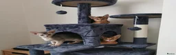 Abyssinian cats for sale: Beautiful Abyssinian Kitten ready for reservation  - Advert 11