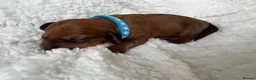 Mixed Breed dogs for sale: Doxipoo’s  - Advert 5