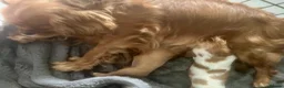 Cavalier King Charles Spaniel dogs for sale: Kc reg/ health tested Cavalier King Charles  - Advert 8