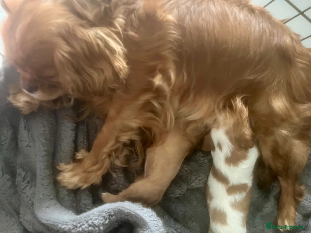 Cavalier King Charles Spaniel dogs for sale: Kc reg/ health tested Cavalier King Charles  - Advert 8