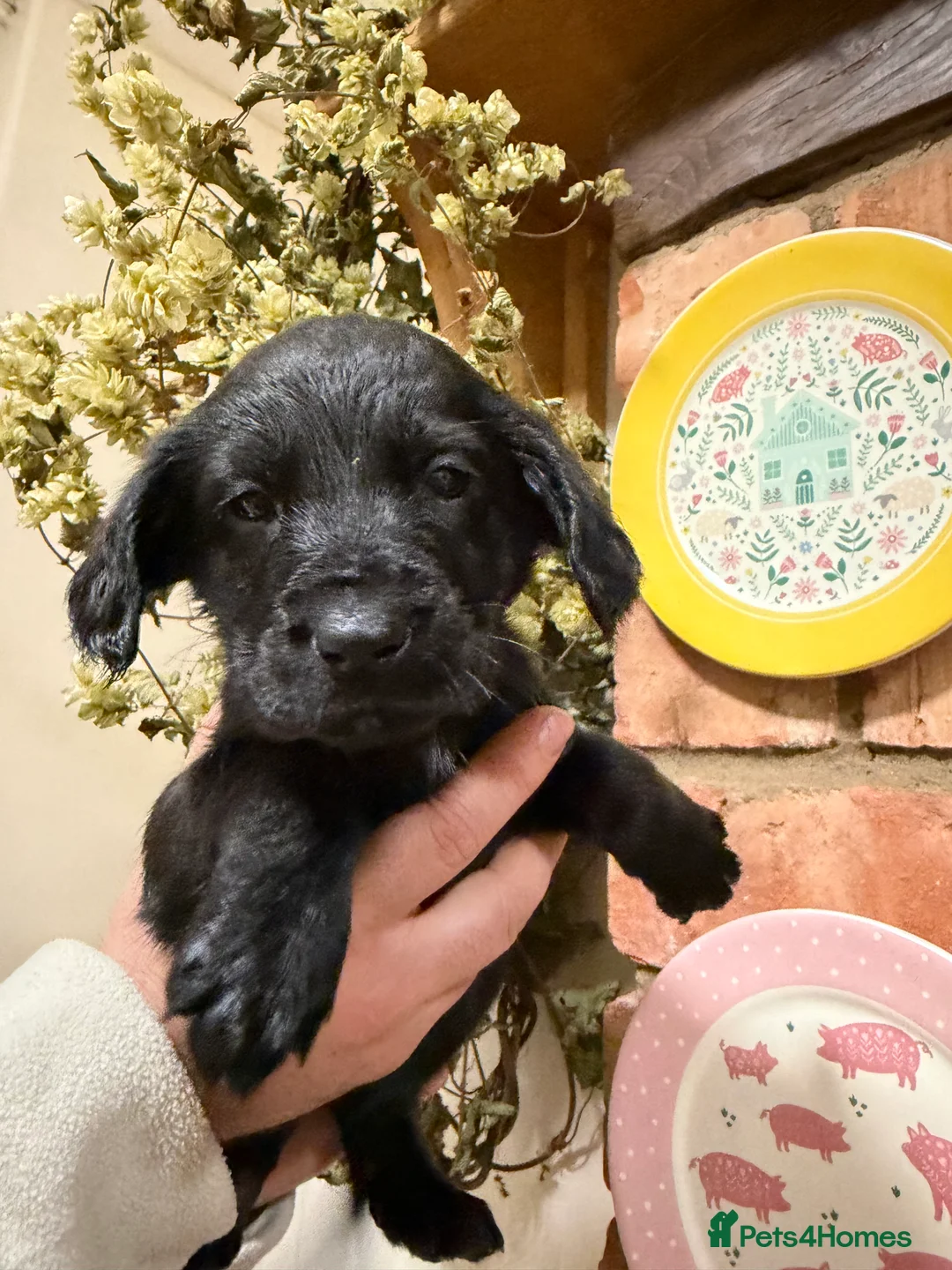 Mixed Breed dogs for sale: Belgian mal/working cocker spaniel  - Advert 18