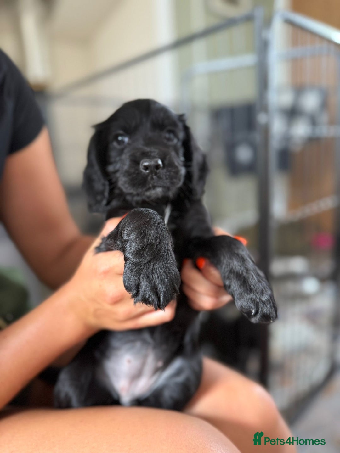 Cocker Spaniel dogs for sale: KC reg working cocker spaniels  - Image 2