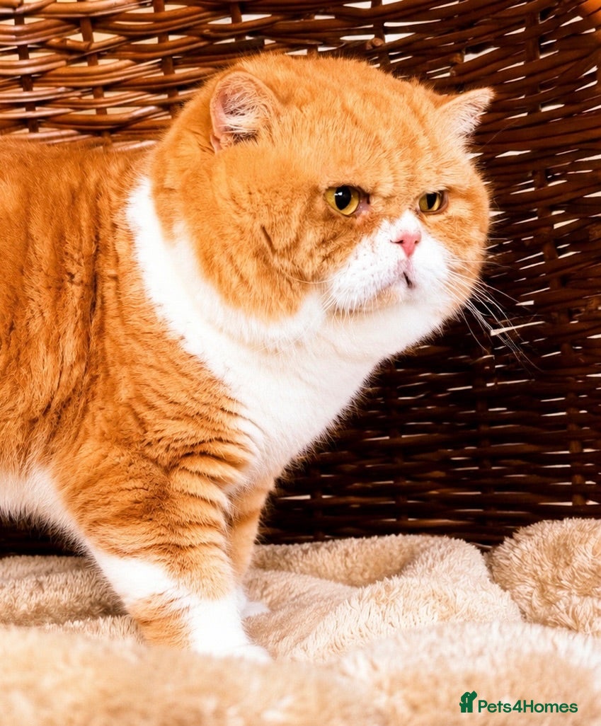 British Shorthair cats Red & White  (genetically cinnamon) For Stud - Advert 1