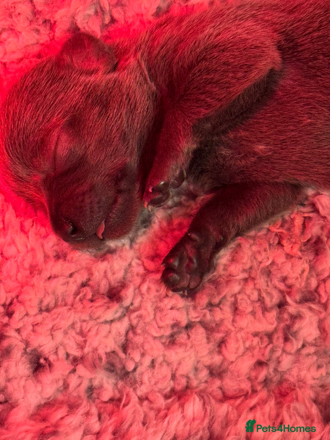 Chihuahua dogs for sale: KC Reg short-hair Chihuahua apple-headed puppies - Advert 23