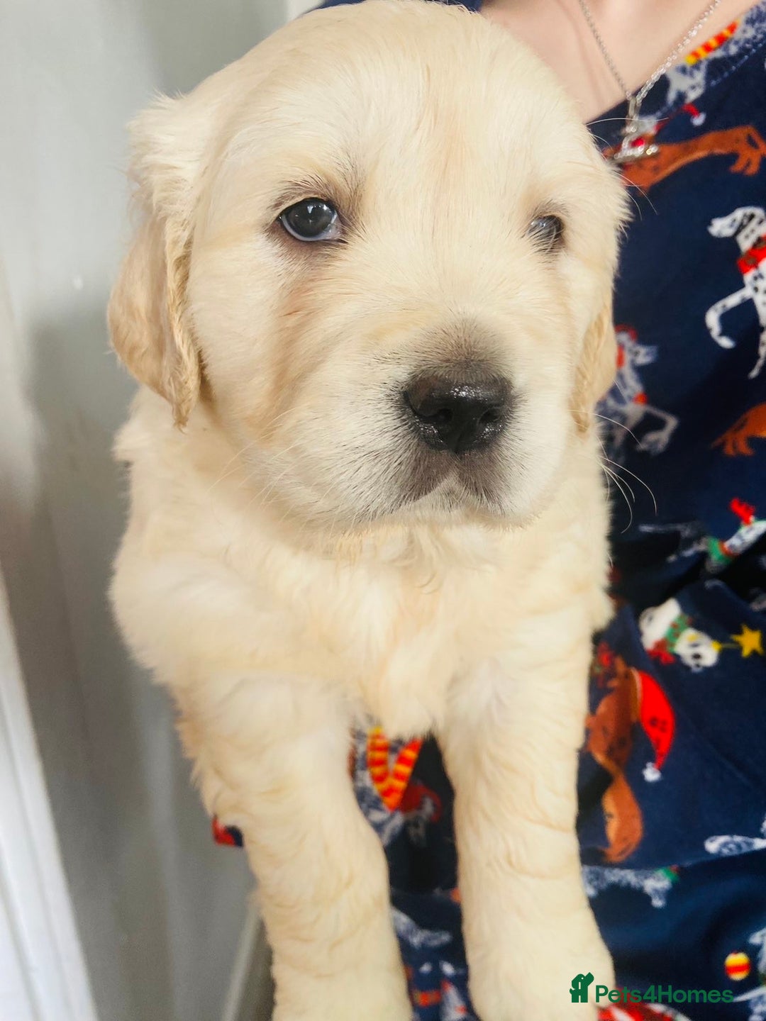 Golden Retriever dogs for sale: *one female left* Golden retriever puppies  - Advert 3