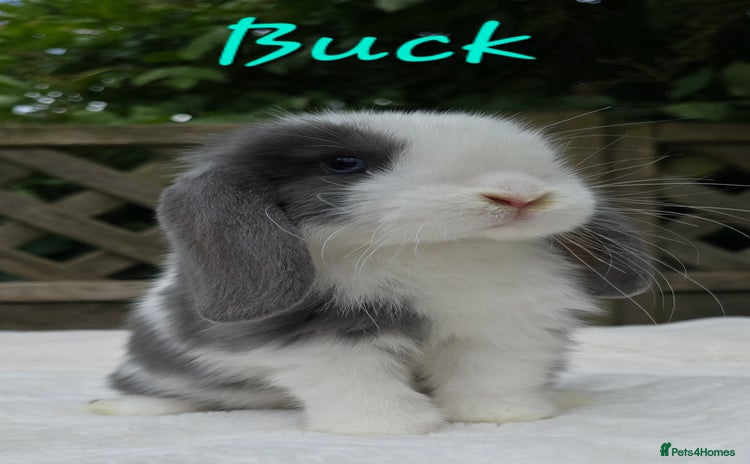Mini Lop rabbits in Huntingdon - Advert 1
