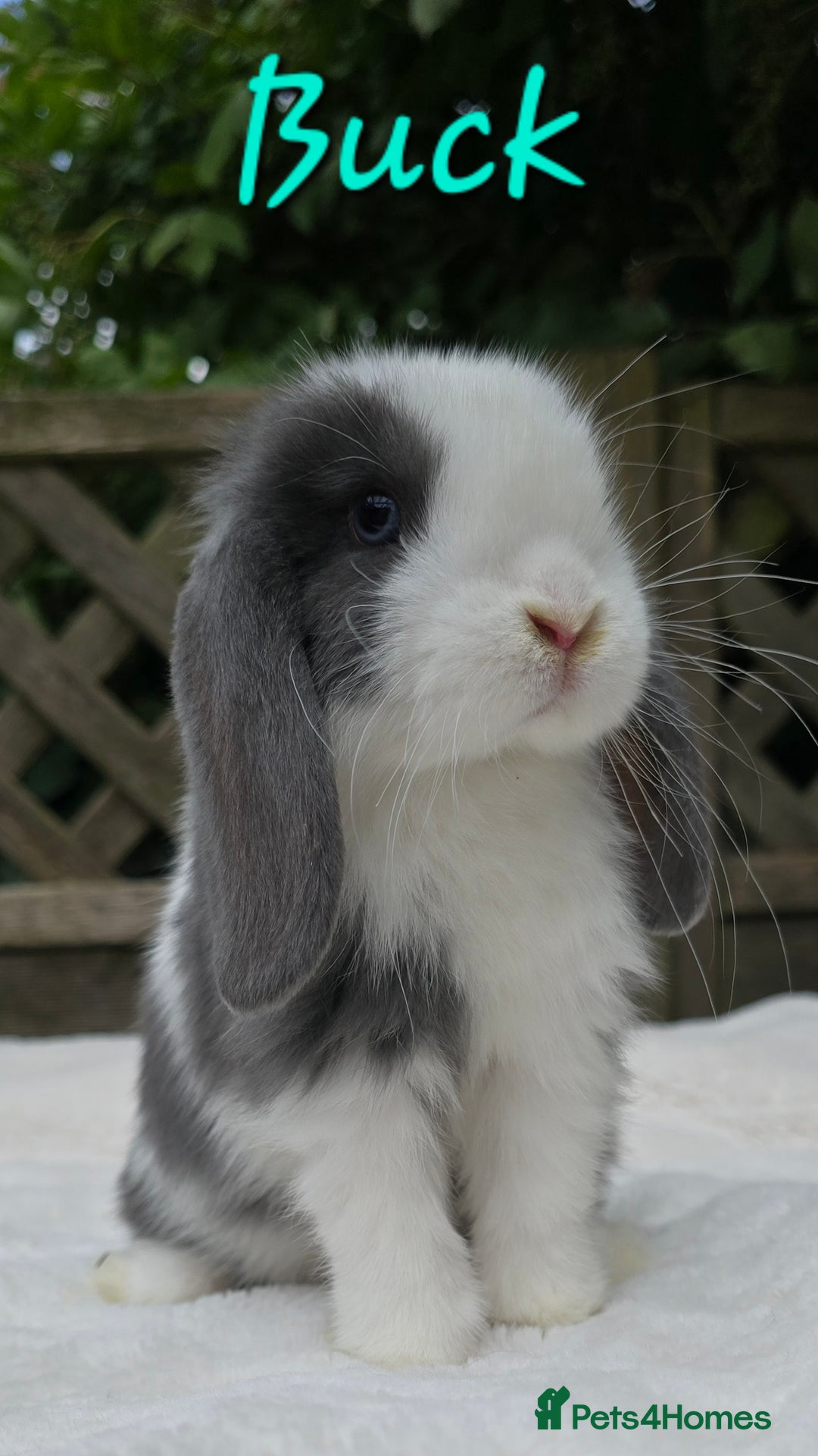 Mini Lop rabbits for sale: Beautiful mini lops girls and boys in Huntingdon - Image 2