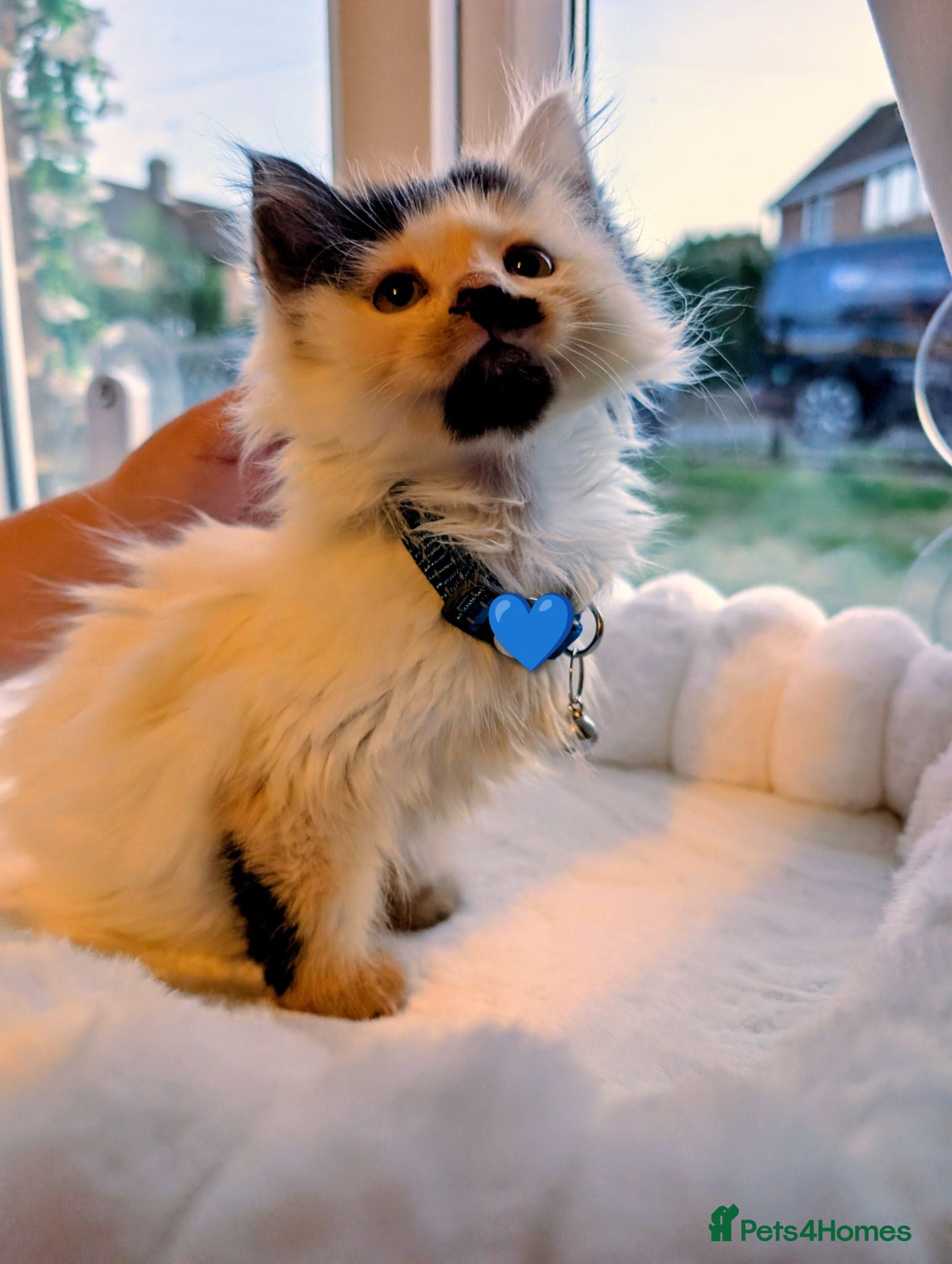 Mixed Breed cats Kitten to rehome  - Advert 1