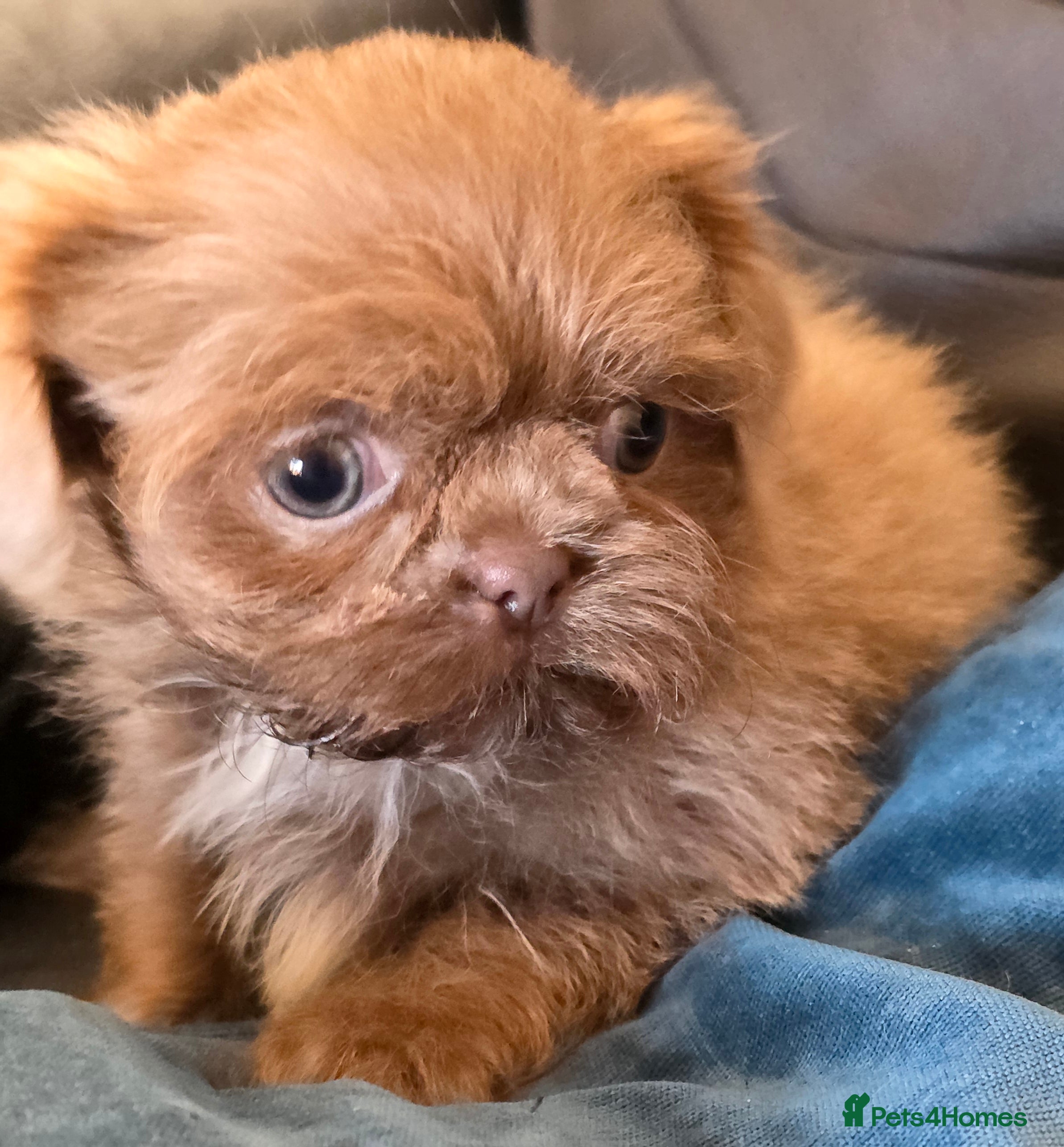 Shih Tzu dogs Ready Now Amazing imperial shih tzu puppies  - Advert 1