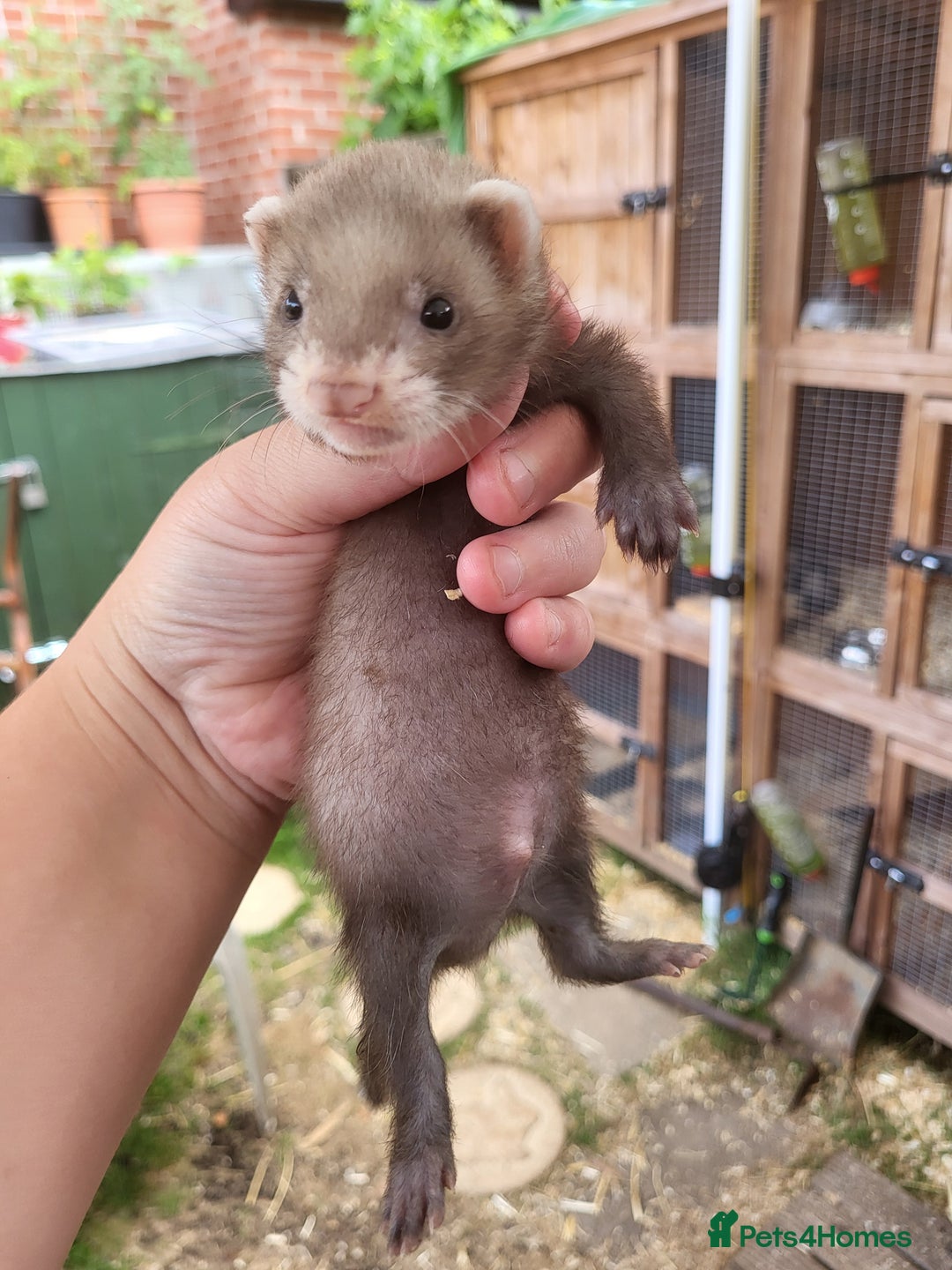 Ferret rodents for sale: 7 ferret kits. Hobs and Jill's available  - Image 3