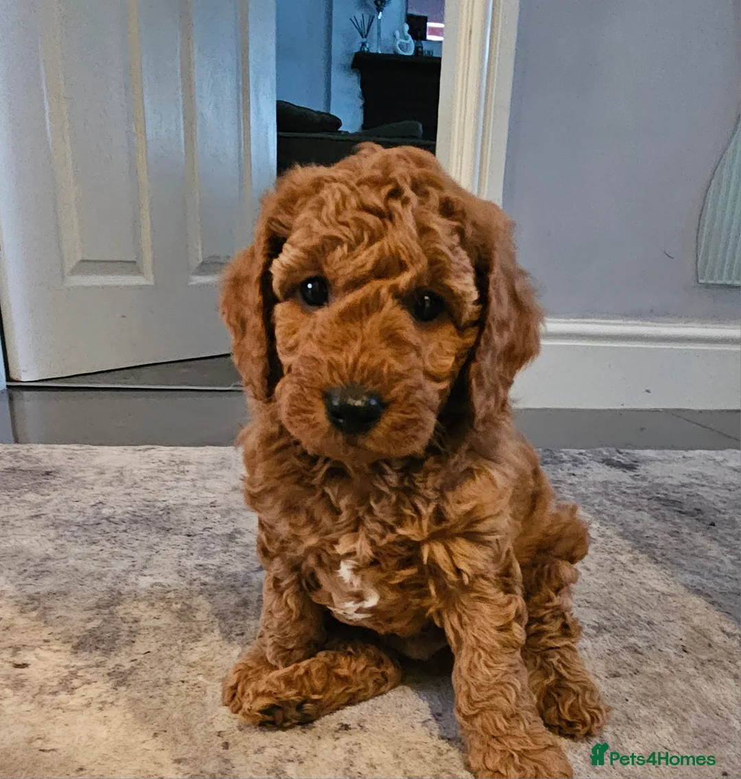 Cavapoo dogs for sale: Beautiful Cavapoo puppies ready for Half Term! - Advert 2