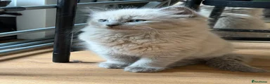 Ragdoll 1