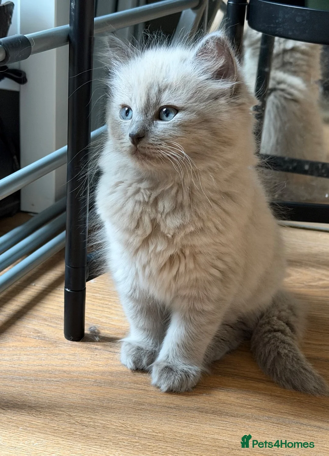 Ragdoll cats for sale: LAST FEMALE  - Advert 2