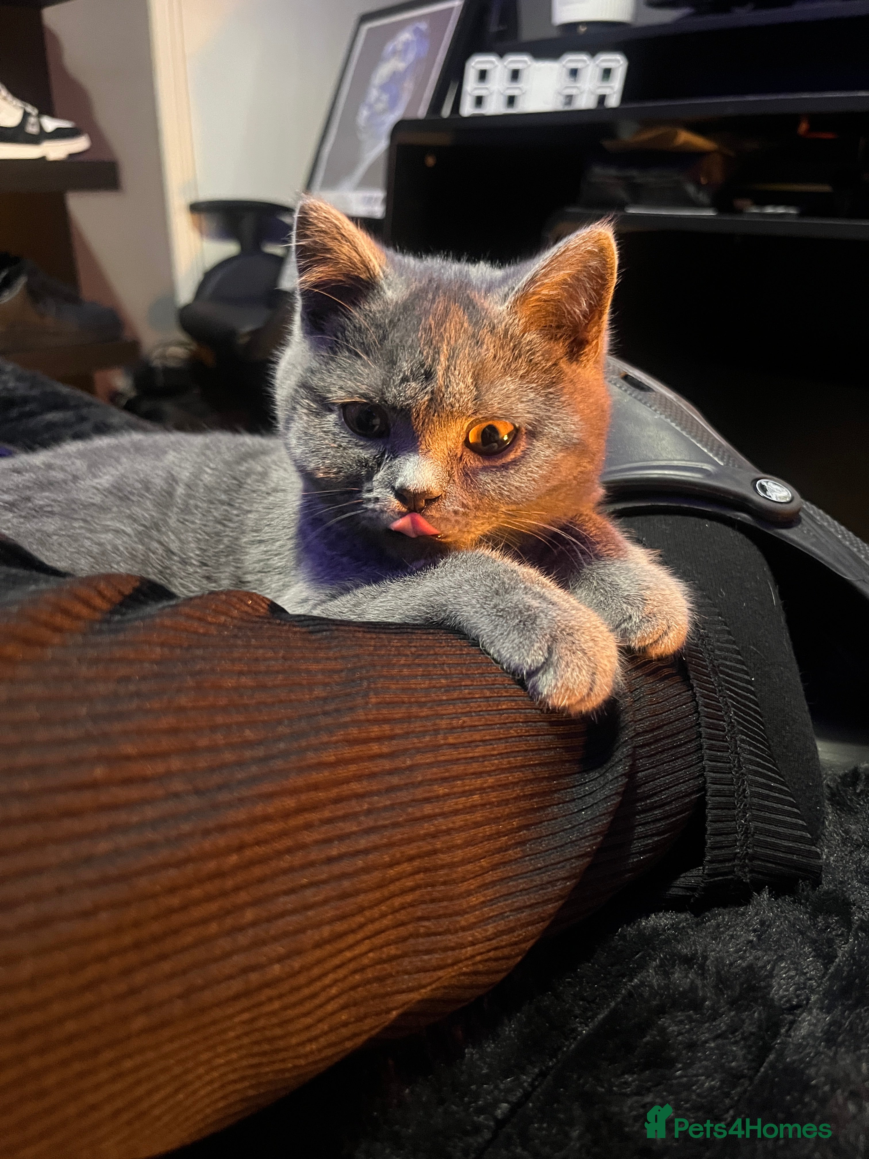 British Shorthair cats British short hair blue  - Advert 1