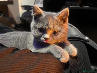 British Shorthair cats British short hair blue - Advert 1