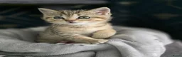 Scottish Fold cats for sale: Scottish fold litter due early September - Advert 17