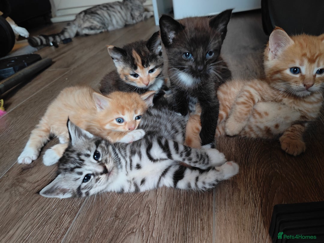 Mixed Breed cats for sale: MaineCoon Mixed Kittens For Sale  - Image 3