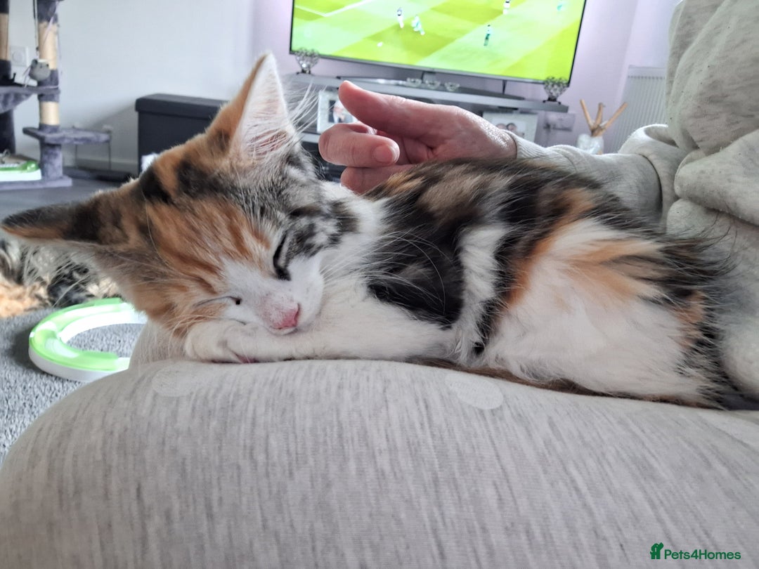 Mixed Breed cats for sale: Stunning long haired Calico girl - Image 8