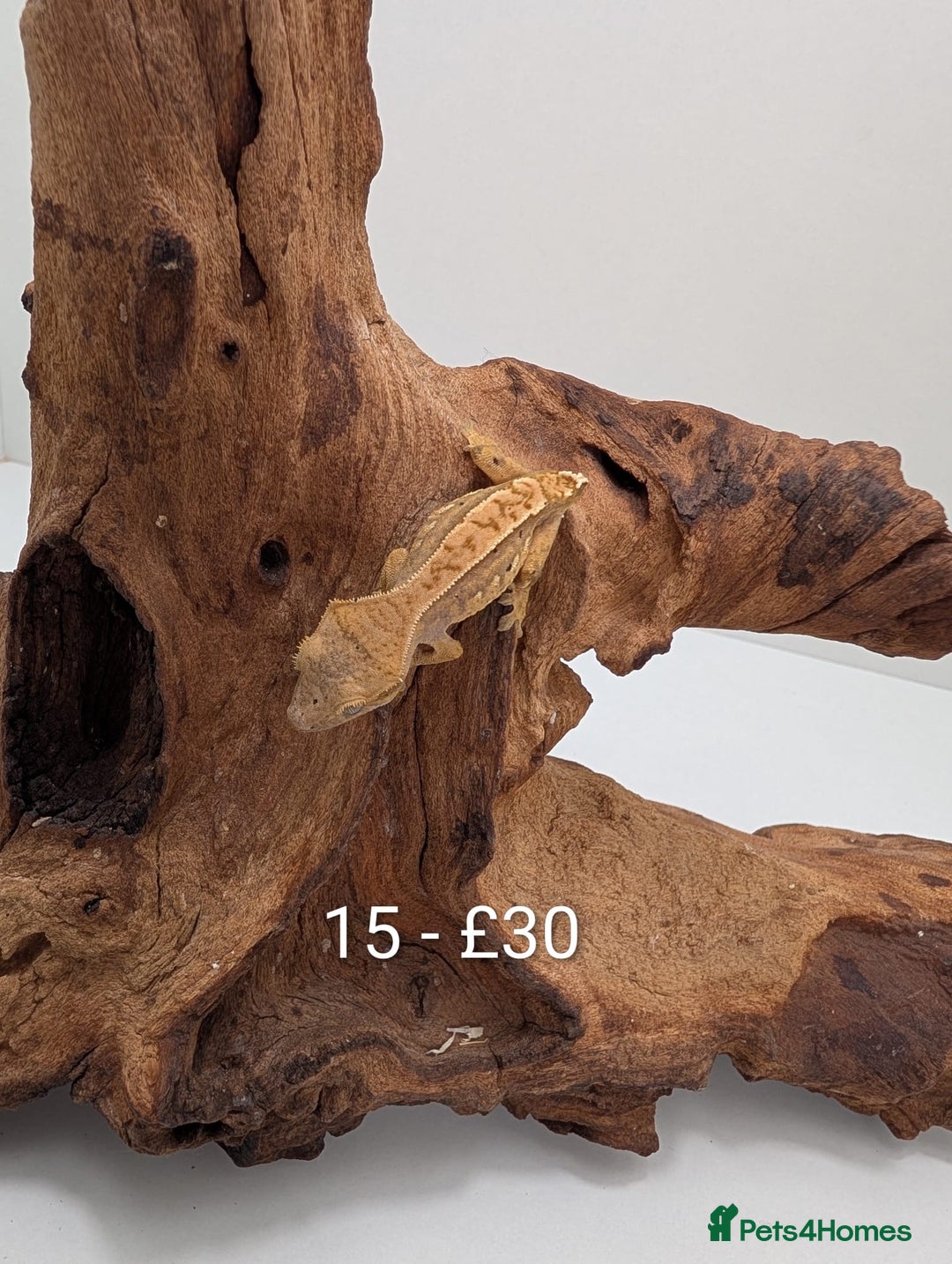 Gecko reptiles for sale: Beautiful baby crested geckos! - Advert 14