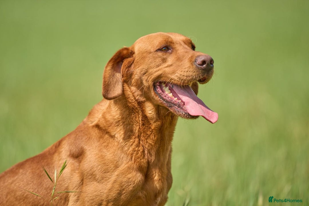 Labrador Retriever dogs for sale: KC REGISTERED FOX RED LABRADOR PUPPYS DUE SOON  - Image 14