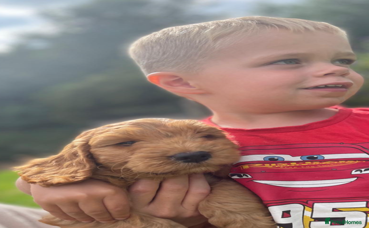 Cockapoo dogs - Advert 7